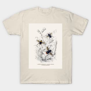 Bees Antique Naturalist Illustration T-Shirt